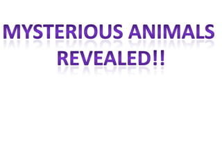 Mysterious Animals  Revealed!! 