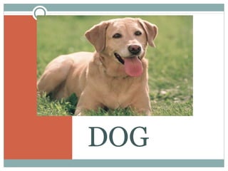 DOG
 