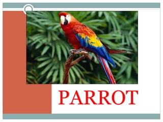 PARROT
 
