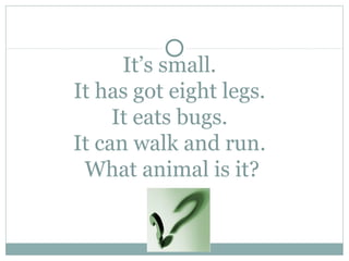 It’s small.
It has got eight legs.
     It eats bugs.
It can walk and run.
 What animal is it?
 