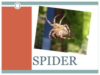 SPIDER
 