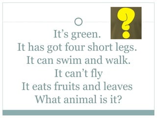 It’s green.
It has got four short legs.
  It can swim and walk.
         It can’t fly
 It eats fruits and leaves
    What animal is it?
 