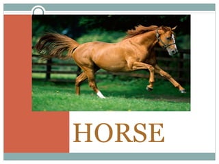 HORSE
 