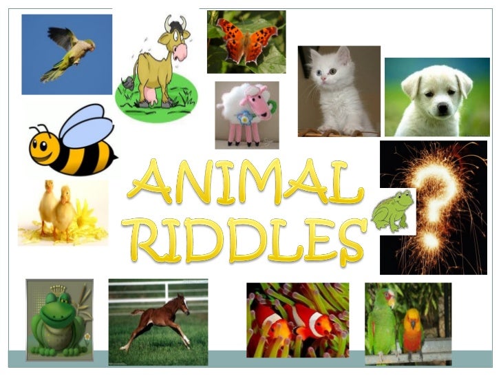 Animal riddles 2 в картинках с ответами