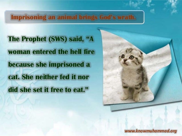 Animals' rights in islam