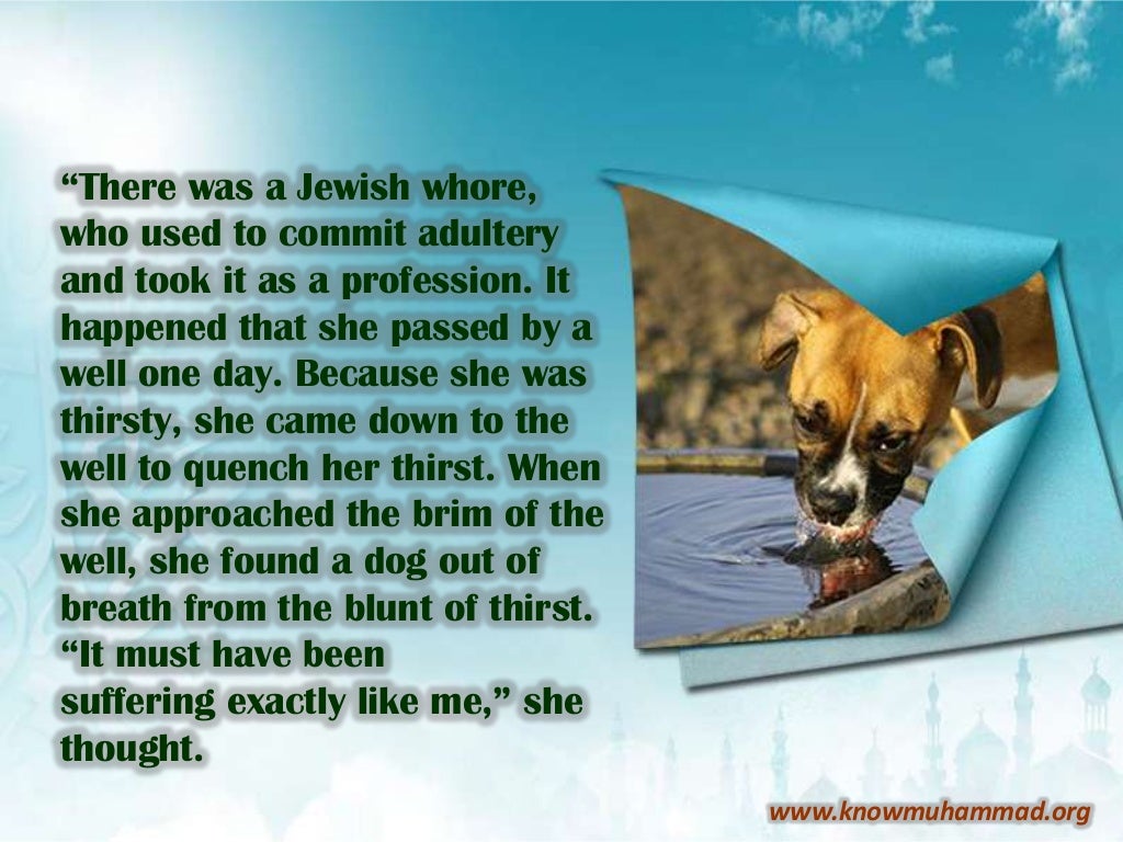 Animals' rights in islam