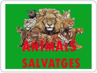 Animals salvatges