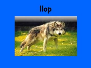 llop
 
