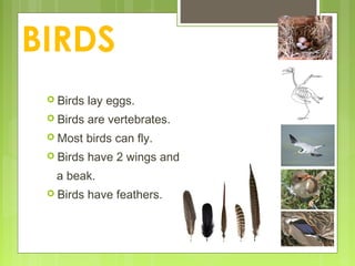 Animals science 1º drill | PPT