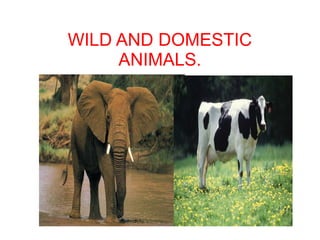 WILD AND DOMESTIC
ANIMALS.

 