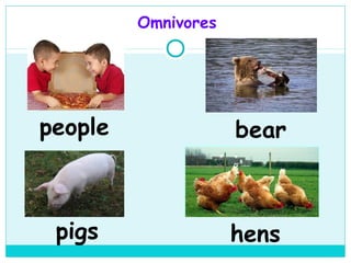 Omnivores




people               bear



 pigs                hens
 