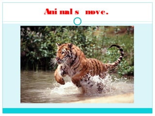 Ani m s m
     al  ove.
 