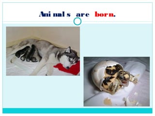 Ani m s are born.
     al
 