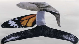 ANIMALS SURREALISTES.pptx