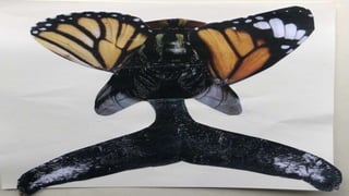 ANIMALS SURREALISTES.pptx