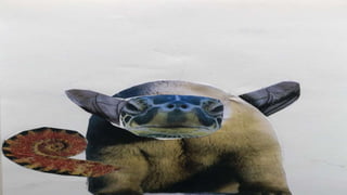 ANIMALS SURREALISTES.pptx