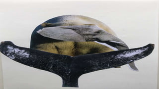 ANIMALS SURREALISTES.pptx