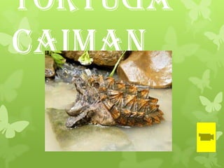 Tortuga
Caiman
 