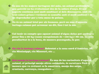  És una de les majors tortugues del món, un animal prehistòric
que gairebé no ha evolucionat des de fa milers d'anys. El seu
aspecte continua sent molt semblant al dels dinosaures, amb els
seus colors grisos i verdosos es camufla amb el medi ambient i és
un depredador per a tota mena de peixos.
 No és un animal letal per als humans, però un mos d'aquesta
tortuga caiman pot arrencar un dit, fins i tot la mà.
 Cal tenir en compte que aquest animal d'aigua dolça pot arribar a
pesar fins a 90 kg (casos excepcionals de +100 kg) i 80 cm. La seva
peculiaritat és a la boca, de manera punxeguda, fa por.
 On viu la tortuga caiman? Sobretot a la zona nord d'Amèrica. Al
riu Mississippi, riu Missouri, etc ...
 Què menja la tortuga caiman? És una de les curiositats d'aquest
animal, al principi menja altres animalets, és carnívora Però a
mesura que va creixent es fa omnívora, menja des serps,
crustacis, carronya, rosegadors ...
 