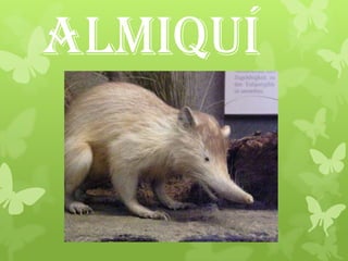 Almiquí
 