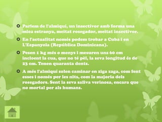  Parlem de l'almiquí, un insectívor amb forma una
mica estranya, meitat rosegador, meitat insectívor.
 En l'actualitat només podem trobar a Cuba i en
L'Espanyola (República Dominicana).
 Pesen 1 kg més o menys i mesuren uns 60 cm
incloent la cua, que no té pèl, la seva longitud és de
23 cm. Tenen quaranta dents.
 A més l'almiquí solen caminar en ziga zaga, com fent
esses i només per les nits, com la majoria dels
rosegadors. Sent la seva saliva verinosa, encara que
no mortal per als humans.
 