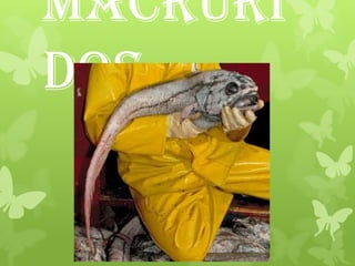 Macruri
dos
 