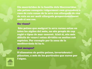 Els macrúridos de la família dels Macrouridae
són peixos coneguts vulgarment com granaders o
cues de rata causa de la seva cua allargada de cua
de rata en ser molt allargada proporcionalment
amb el seu cos.
On viuen?
Són peixos que malgrat la seva raresa estan en
totes les aigües del món, no són propis de cap
regió o tipus de mar concret. Això si, són més
difícils de veure i estan dividits en moltes sub
espècies. Per exemple per la zona de la
mediterrània hi ha 6.
Què mengen?
S'alimenten de petits peixos, invertebrats i
plàncton, a més de les partícules que suren per
l'aigua.
 