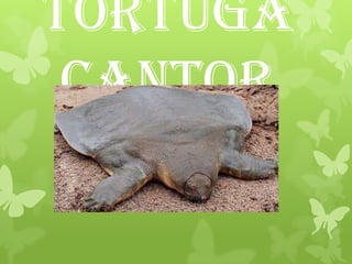Tortuga
cantor
 