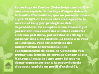 La tortuga de Cantor (Pelochelys cantorii) és
una rara espècie de tortuga d'aigua dolça de
la família Cheloniidae, que no posseeix closca
rígid. El 95% de la seva vida s'amaga sota la
sorra o el fang per protegir-se dels
depredadors. En comptes d'una closca rígid
posseeixen unes costelles unides i cobertes
amb una pell dura, pot arribar als 50 kg i
mesurar fins a dos metres. Es troba a la vora
de l'extinció. Però els científics del
Conservation International i de
l'administració de pesca de Cambodja van
trobar una femella de tortuga Cantor al riu
Mekong al maig de l'any 2007 (el que va
donar esperances per a la supervivència
d'aquesta espècie en perill d'extinció).
 