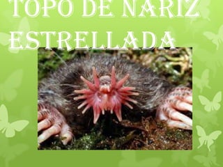 Topo de nariz
estrellada
 