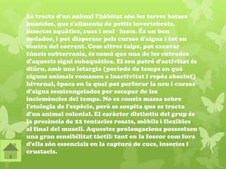 Es tracta d'un animal l'hàbitat són les terres baixes
humides, que s'alimenta de petits invertebrats,
insectes aquàtics, cucs i mol · luscs. És un bon
nedador, i pot dispersar pels cursos d'aigua i tot en
contra del corrent. Com altres talps, pot excavar
túnels subterranis, és comú que una de les entrades
d'aquests sigui subaquàtica. El seu patró d'activitat és
diürn, amb una letargia (període de temps en què
alguns animals romanen a inactivitat i repòs absolut)
hivernal, època en la qual pot perforar la neu i cursos
d'aigua semicongelados per escapar de les
inclemències del temps. No es coneix massa sobre
l'etologia de l'espècie, però se sospita que es tracta
d'un animal colonial. El caràcter distintiu del grup és
la presència de 22 tentacles rosats, mòbils i flexibles
al final del musell. Aquestes prolongacions posseeixen
una gran sensibilitat tàctil: tant en la foscor com fora
d'ella són essencials en la captura de cucs, insectes i
crustacis.
 