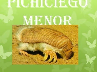 Pichiciego
Menor
 