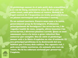 El pichiciego menor és el més petit dels armadillos (7
a 11 cm de llarg, excloent la cua). És d'un pàl · lid
color rosat, amb pèls blancs al ventre. Habita a la
regió central de l'Argentina on troba pastures dures,
en planes sorrenques amb arbustos i cactus.
És un animal nocturn. Excava seus caus a la terra,
generalment prop de formiguers. S'alimenta
principalment de formigues i les seves larves, i de
vegades també de cucs, cargols, altres insectes i les
seves larves, i diverses plantes i arrels. Quan se sent
amenaçat, cava a la terra a gran velocitat fins
enterrar per complet. Des de 1970 el pichiciego
menor està a la llista d'espècies en risc d'extinció. El
seu principal problema és la destrucció del seu
hàbitat per l'avanç dels cultius. Per aquesta raó, i
pels seus hàbits nocturns, els animals són rars de
veure. No hi ha esforços seriosos per preservar
l'espècie.
 