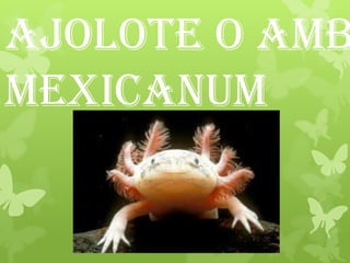 Ajolote o Amb
Mexicanum
 
