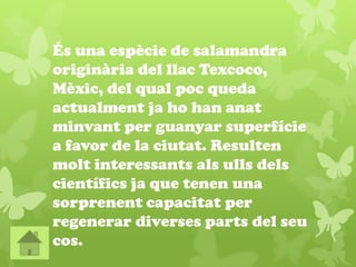 És una espècie de salamandra
originària del llac Texcoco,
Mèxic, del qual poc queda
actualment ja ho han anat
minvant per guanyar superfície
a favor de la ciutat. Resulten
molt interessants als ulls dels
científics ja que tenen una
sorprenent capacitat per
regenerar diverses parts del seu
cos.
 