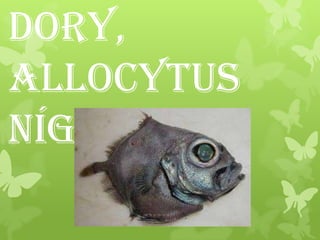 Dory,
Allocytus
níger
 