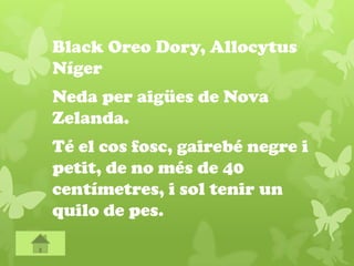 Black Oreo Dory, Allocytus
Níger
Neda per aigües de Nova
Zelanda.
Té el cos fosc, gairebé negre i
petit, de no més de 40
centímetres, i sol tenir un
quilo de pes.
 