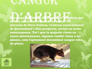Cangur
d’arbreEls cangurs rata són macropòdids adaptats per
la vida als arbres. Viuen a les selves
pluvials de Nova Guinea, l'extrem nord-oriental
de Queensland i illes properes, sovint en àrees
muntanyoses. Tot i que la majoria viuen en
zones muntanyoses, algunes també viuen a les
planes, com l'aptament denominat cangur rata
de plana.
 