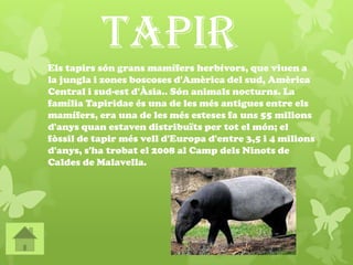 TapirEls tapirs són grans mamífers herbívors, que viuen a
la jungla i zones boscoses d'Amèrica del sud, Amèrica
Central i sud-est d'Àsia.. Són animals nocturns. La
família Tapiridae és una de les més antigues entre els
mamífers, era una de les més esteses fa uns 55 milions
d'anys quan estaven distribuïts per tot el món; el
fòssil de tapir més vell d'Europa d'entre 3,5 i 4 milions
d'anys, s'ha trobat el 2008 al Camp dels Ninots de
Caldes de Malavella.
 
