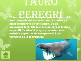 Tauró
PeregríEl tauró pelegrí és el segon peix més gran del
món, després del tauró balena. Es troba als
mars temperats de tot el món. Té un
moviment lent. Els taurons pelegrí es troben
en perill d'extinció ja que presenten una
reduïda capacitat de recuperació i són
víctimes de la sobrepesca.
 