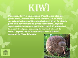 Kiwi
S'anomena kiwi a una espècie d'ocell sense ales, de
petita mida, endèmic de Nova Zelanda. De la mida
aproximada d'una gallina domèstica, el kiwi és el més
petit dels devoradors de petits vertebrats. Algunes
espècies de kiwi són en perill d'extinció. El nom kiwi
és maori d'origen onomatopeic imitant el cant de
l'ocell. Aquest ocell s'ha convertit en un símbol
nacional de Nova Zelanda.
 