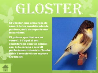 Gloster
El Gloster, una altra raça de
canari de les considerades de
postura, amb un aspecte una
mica còmic.
El primer que destaca en
veure'l, i d'aquí el seu
consideració com un animal
rar, és la corona o serrell
perfectament simètric. També
crida l'atenció el seu aspecte
arrodonit
 