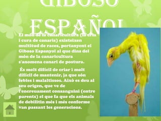 Giboso
EspañolEl món de la canaricultura (la cria
i cura de canaris) existeixen
multitud de races, pertanyent el
Giboso Espanyol al que dins del
món de la canaricultura
s'anomena canari de postura.
És molt difícil de criar i molt
difícil de mantenir, ja que són
febles i malaltissos. Això es deu al
seu origen, que ve de
l'encreuament consanguini (entre
parents) el que fa que els animals
de debilitin més i més conforme
van passant les generacions.
 