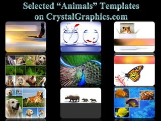 Selected “Animals” Templates on CrystalGraphics.com 