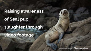 Raising awareness
of Seal pup
slaughter through
video footage
Who’s doing it? Shadowview
 