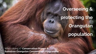 Overseeing &
protecting the
Orangutan
population
Who’s doing it? Conservation Drones &
Sumatran Orangutan Conservation Programme
 