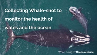 Collecting Whale-snot to
monitor the health of
wales and the ocean
Who’s doing it? Ocean Alliance
 
