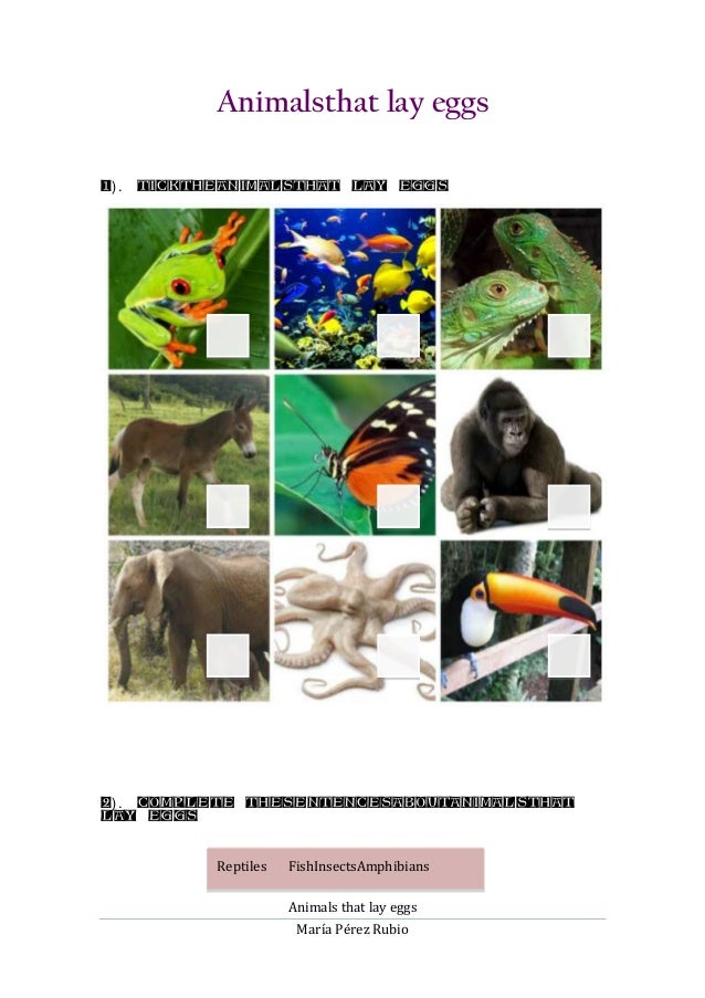Animals that lay eggs