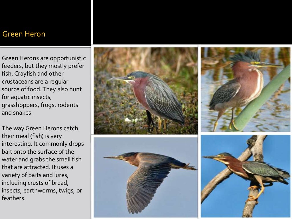 Animals that Live in Estuaries