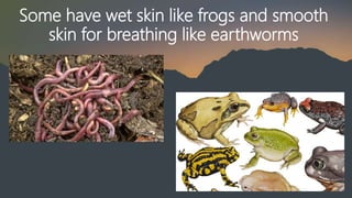 Some have wet skin like frogs and smooth
skin for breathing like earthworms
 